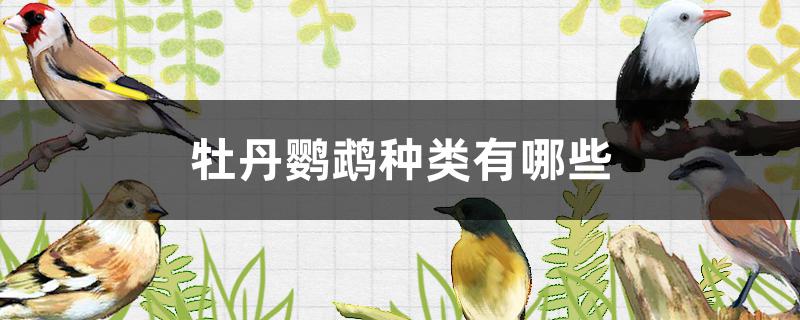 牡丹鹦鹉种类有哪些