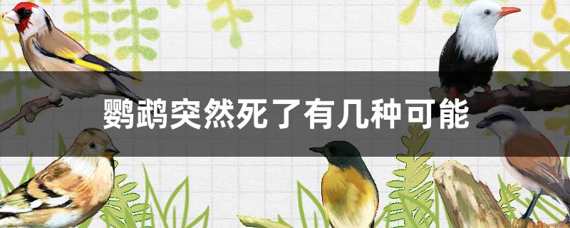 鹦鹉突然死了有几种可能