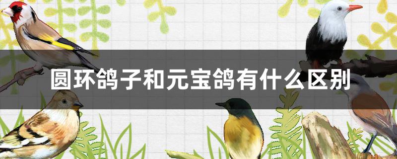 圆环鸽子和元宝鸽有什么区别