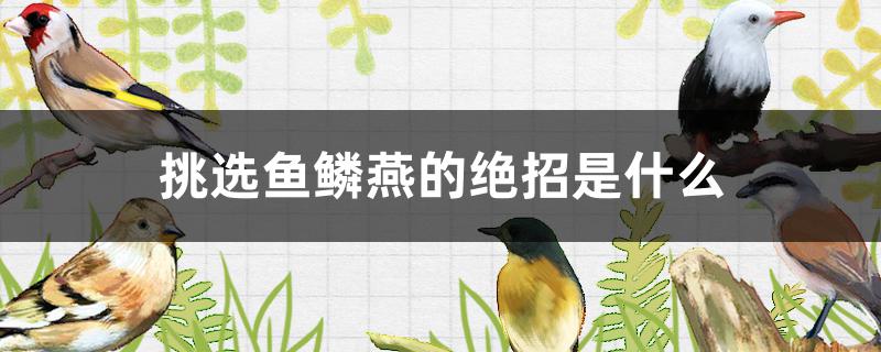 挑选鱼鳞燕的绝招是什么