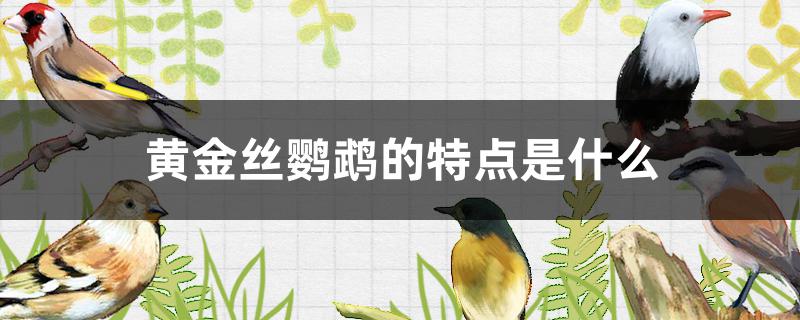 黄金丝鹦鹉的特点是什么