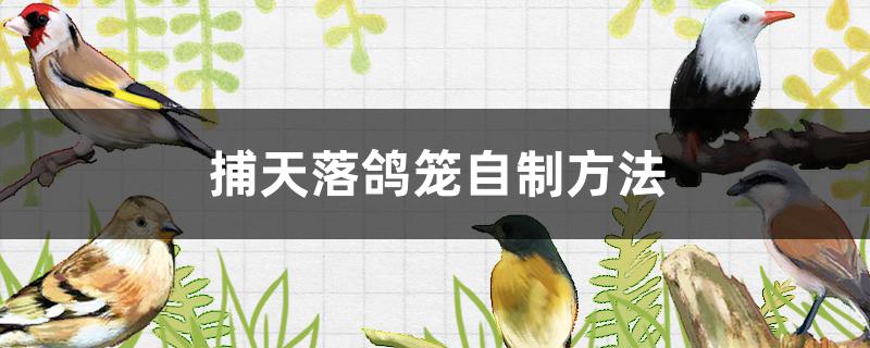 捕天落鸽笼自制方法