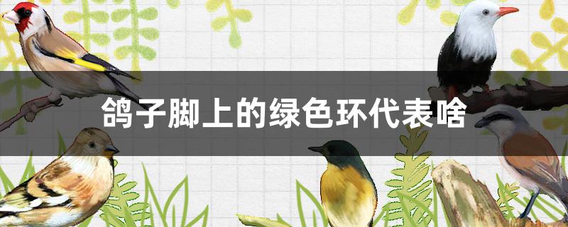 鸽子脚上的绿色环代表啥