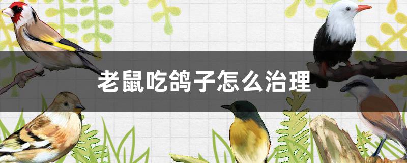 老鼠吃鸽子怎么治理
