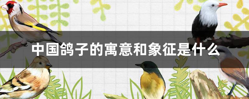 中国鸽子的寓意和象征是什么