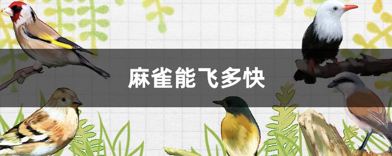 麻雀能飞多快