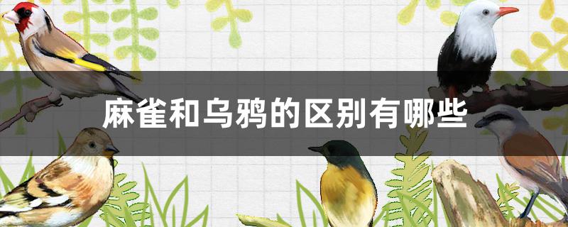麻雀和乌鸦的区别有哪些