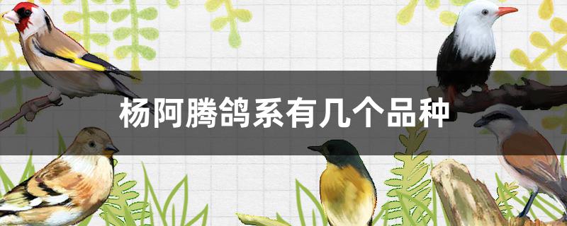 杨阿腾鸽系有几个品种