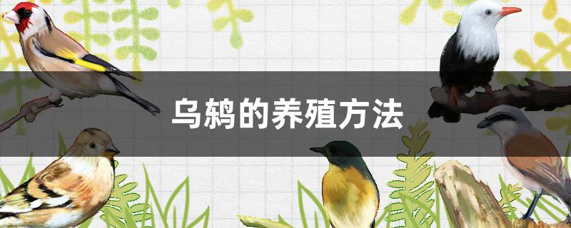 乌鸫的养殖方法