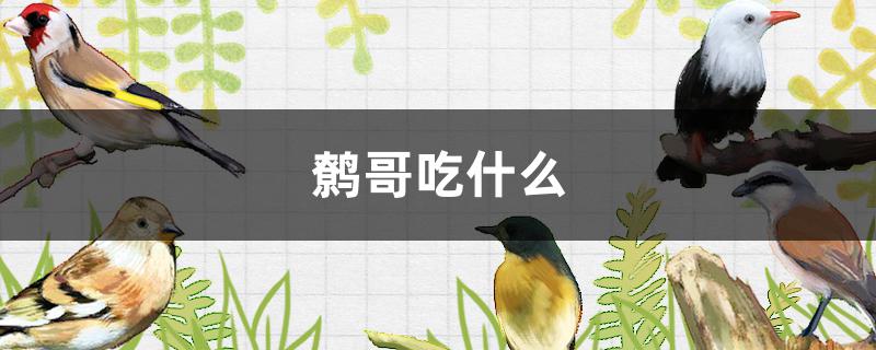 鹩哥吃什么