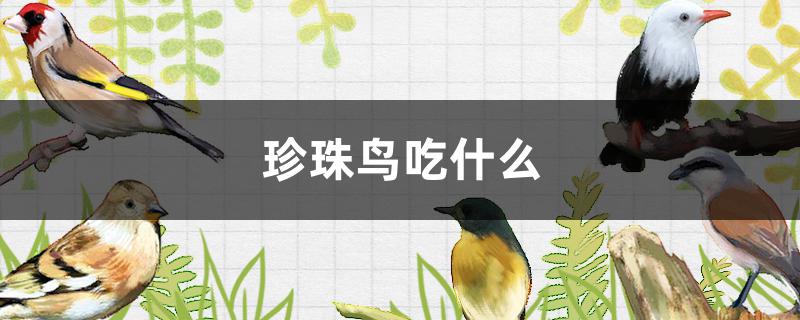 珍珠鸟吃什么