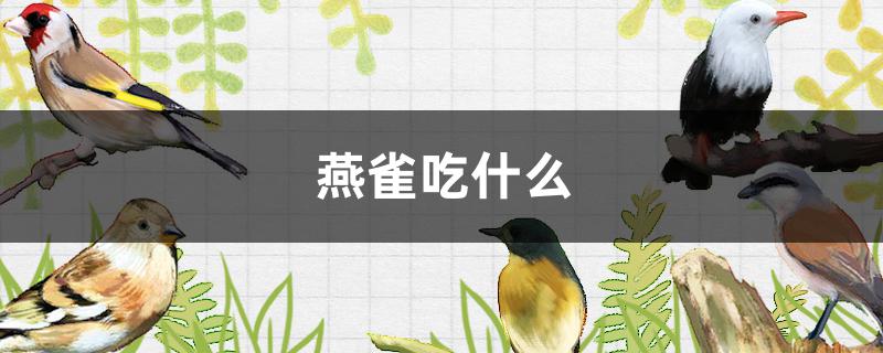 燕雀吃什么