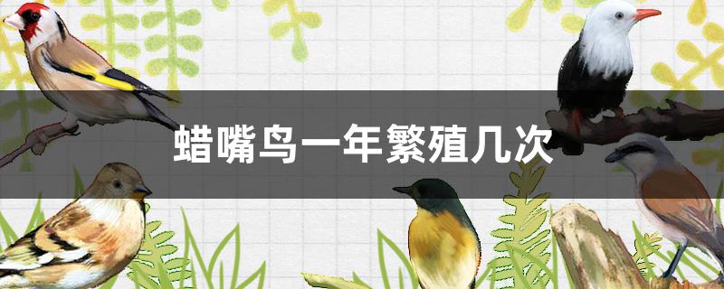 蜡嘴鸟一年繁殖几次