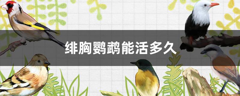 绯胸鹦鹉能活多久