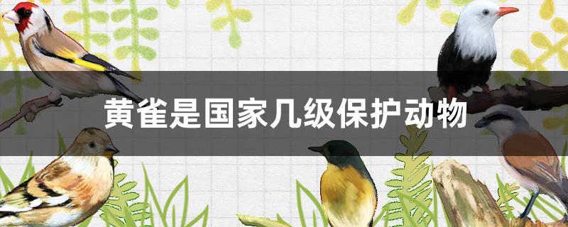 黄雀是国家几级保护动物