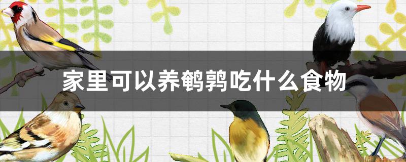 家里可以养鹌鹑吃什么食物