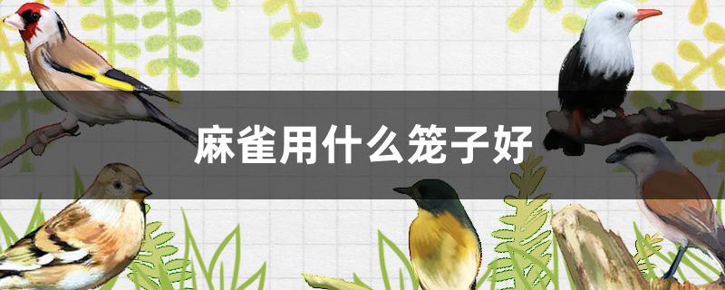 麻雀用什么笼子好