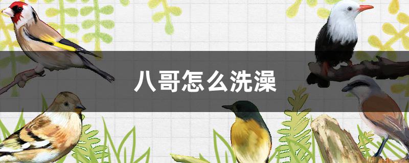 八哥怎么洗澡