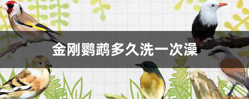 金刚鹦鹉多久洗一次澡