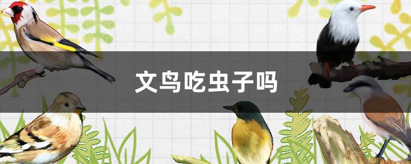 文鸟吃虫子吗