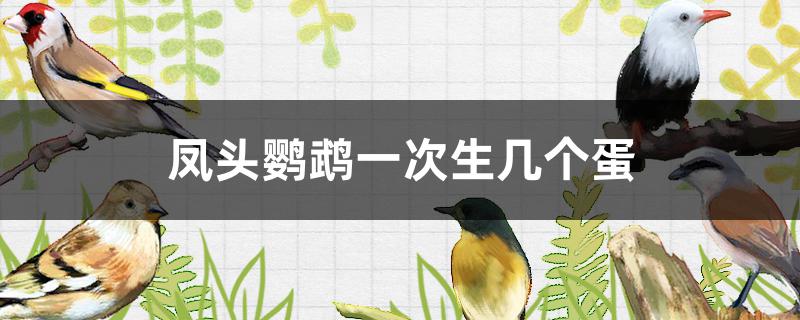 凤头鹦鹉一次生几个蛋