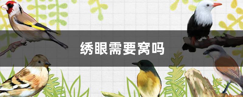 绣眼需要窝吗
