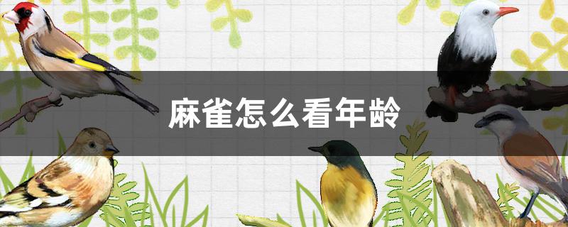 麻雀怎么看年龄