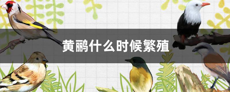 黄鹂什么时候繁殖