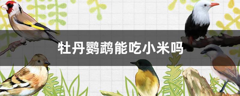 牡丹鹦鹉能吃小米吗