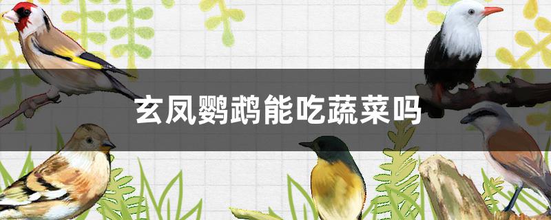 玄凤鹦鹉能吃蔬菜吗