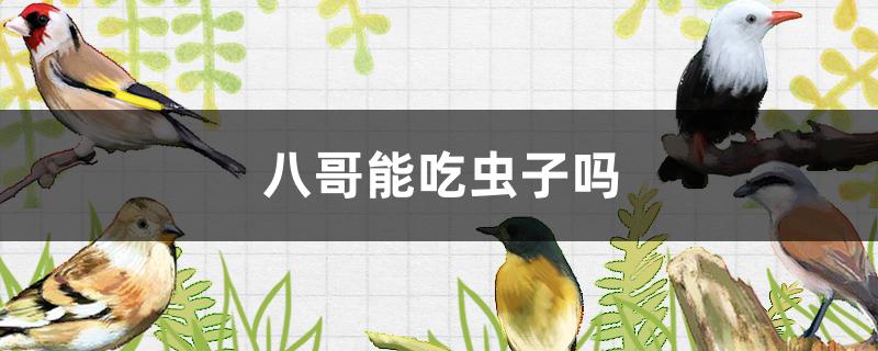 八哥能吃虫子吗