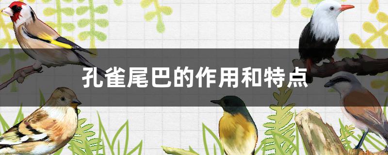 孔雀尾巴的作用和特点