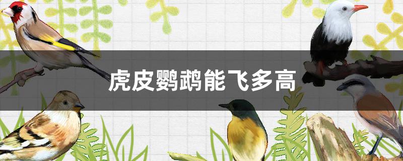 虎皮鹦鹉能飞多高