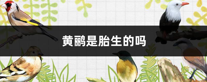 黄鹂是胎生的吗