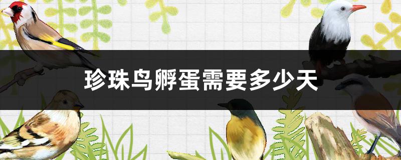 珍珠鸟孵蛋需要多少天