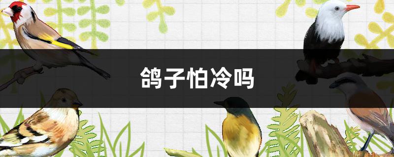 鸽子怕冷吗