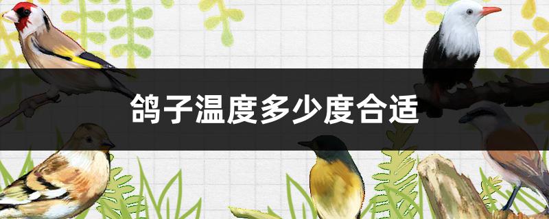 鸽子温度多少度合适