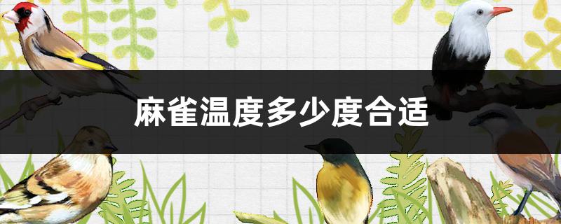 麻雀温度多少度合适