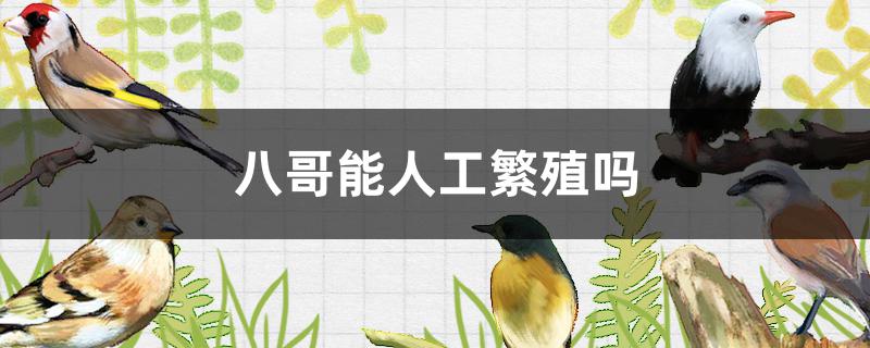 八哥能人工繁殖吗