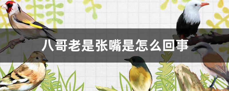 八哥老是张嘴是怎么回事