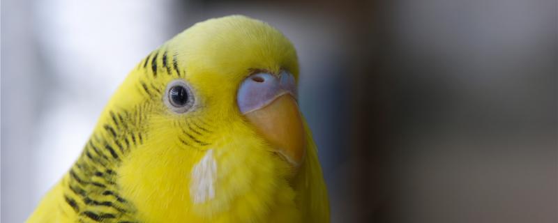 黄色鹦鹉是什么品种
