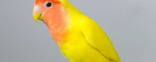 黄桃鹦鹉怎么分辨公母
