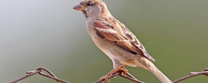麻雀幼鸟吃什么食物能活