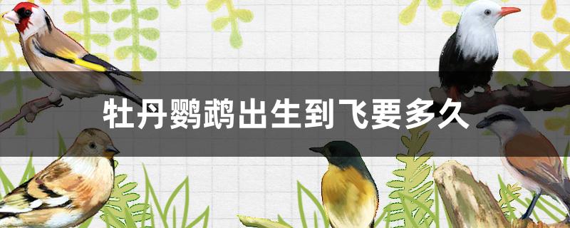 牡丹鹦鹉出生到飞要多久