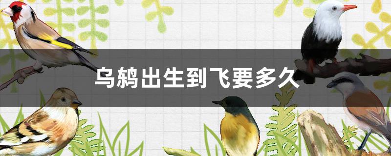 乌鸫出生到飞要多久