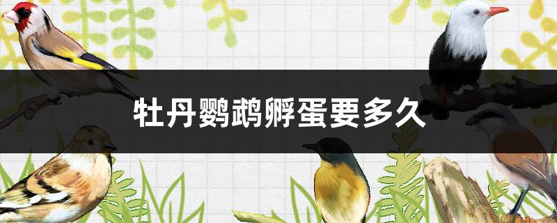 牡丹鹦鹉孵蛋要多久