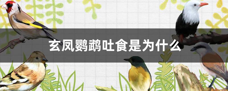 玄凤鹦鹉吐食是为什么