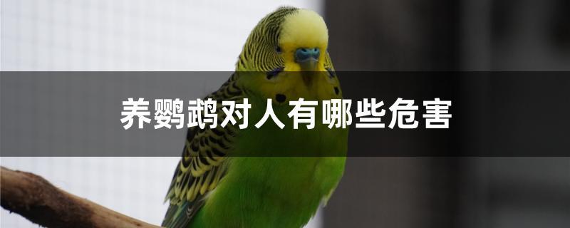 养鹦鹉对人有哪些危害