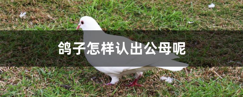 鴿子怎樣認出公母呢