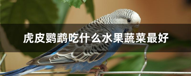 虎皮鹦鹉吃什么水果蔬菜最好